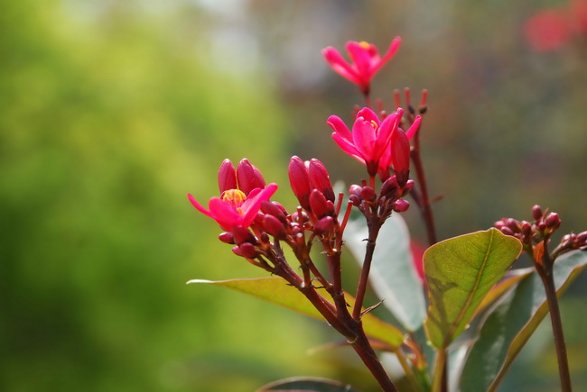 盛开的花